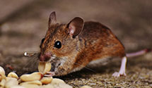 24 Hour & Emergency Exterminators in Hastings, NE